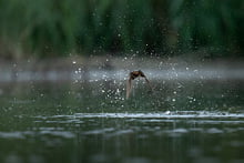 Rauchschwalbe (Bild: Robert Hangartner, ND)