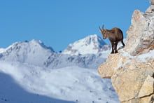 Steingeiss vor Alpenpanorama