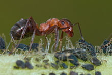 Ameise in der Blattlauskolonie