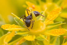 Ameise auf einer Blüte des Bewimperten Steinbrechs